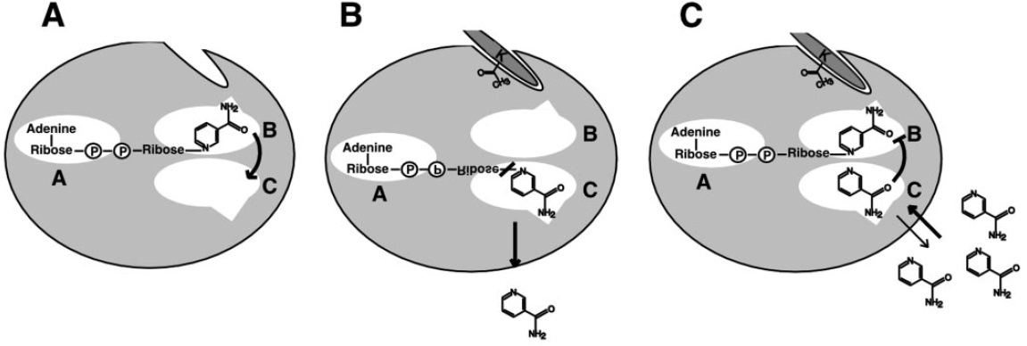 AC-AB Sir2 binding.jpg