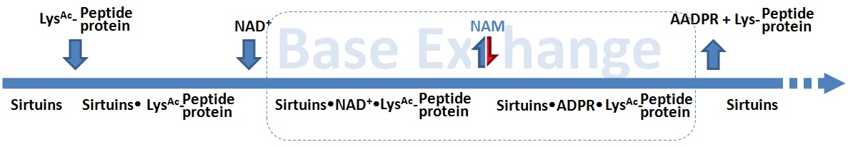 Deacetylation chemistry 1.jpg