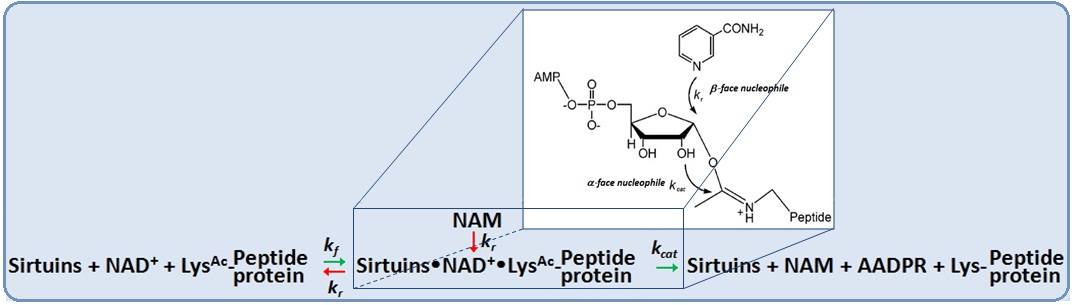 Deacetylation chemistry 4.jpg