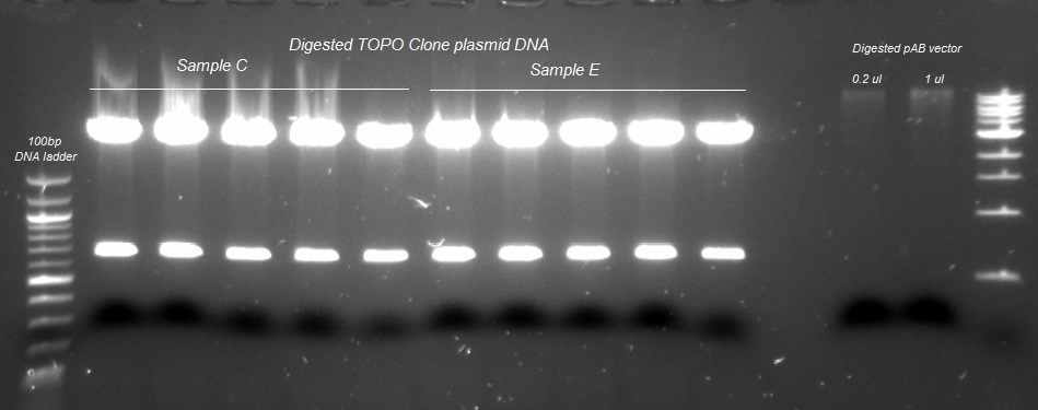 Digested TOPO plasmid DNA_090812.jpg