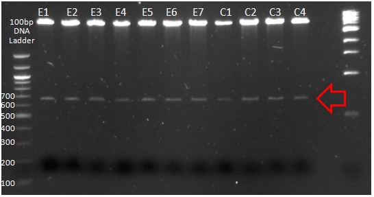 Digested miniprep pGEX-6p3_EC plasmid.jpg