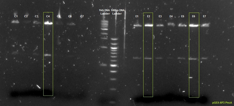 Digested pGEX-6P3-PncA plasmid DNA Ecor1 Not1.jpg