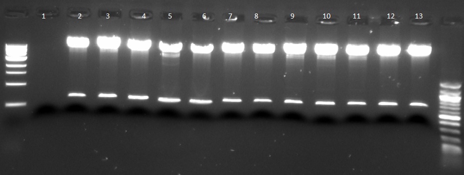 Digested pNCA plasmid DNA_091312_1-13.jpg