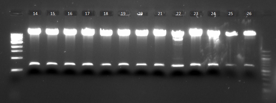 Digested pNCA plasmid DNA_091312_14-26.jpg