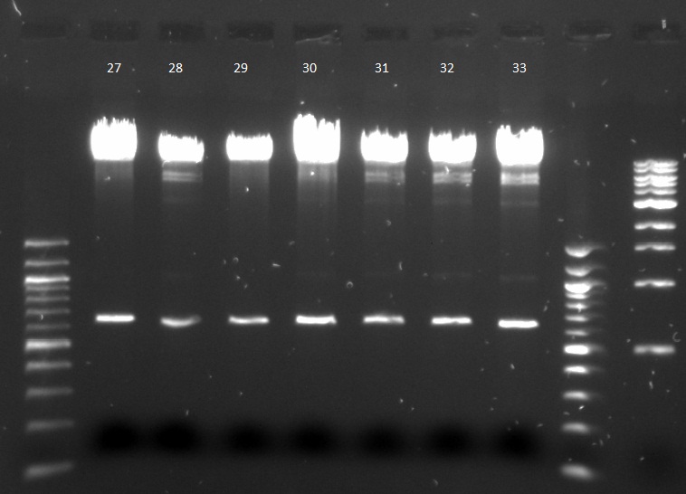 Digested pNCA plasmid DNA_091312_27-33.jpg