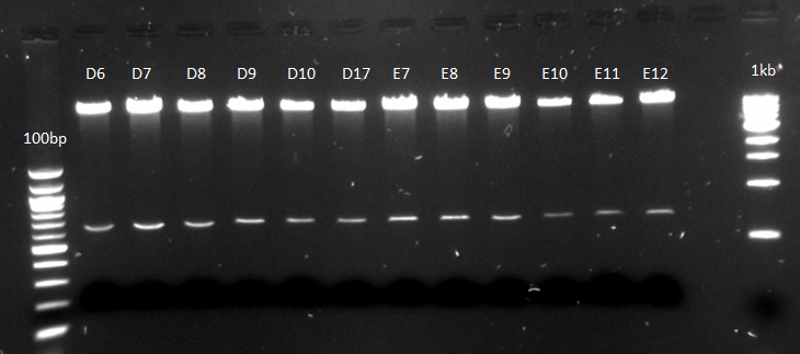 Digested pNCA plasmid DNA_091812_D6.jpg