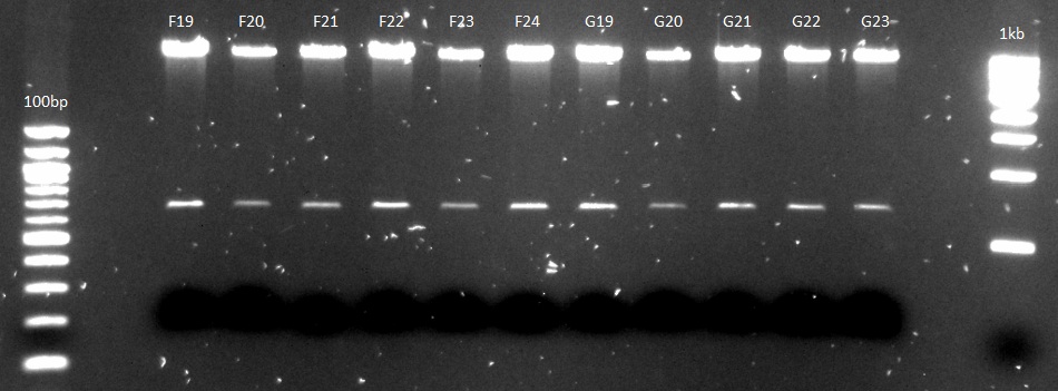 Digested pNCA plasmid DNA_091812_F19.jpg