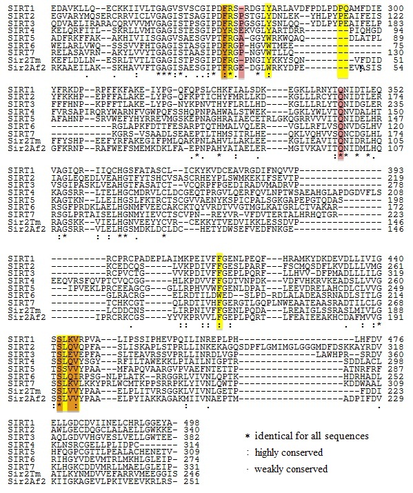 Multiple Sequence Alignment of Sirtuins with B-pocket Residues Highlighted.jpg