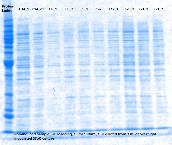 SDS_noninduced sample_1.jpg