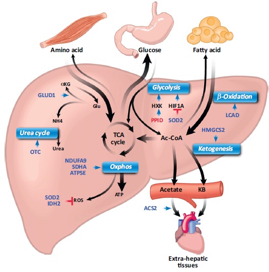 SIRT3 tunes the body to fasting metabolism.jpg