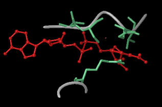 SIRT3.loops.jpg