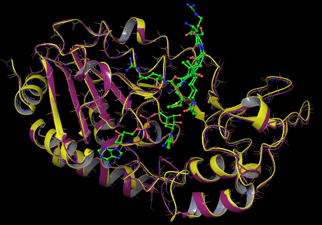 SIRT3_ternary_vs_AcLys_bound_backbone.PNG