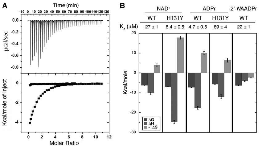 SIRT6_ITC value.jpg