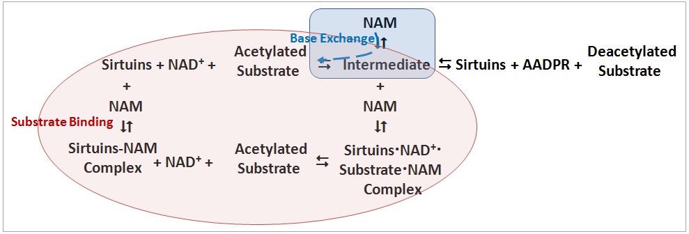 Substrate binding vs Base Exchange_2.jpg