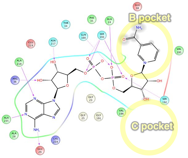 ligand.interaction.diagram.Sir2Af2.1YC2.chainA.AB.jpg